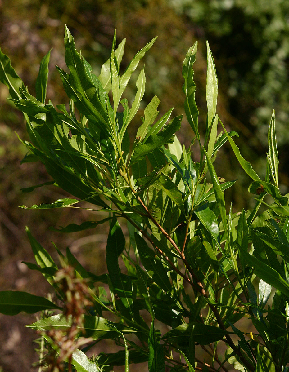 Dodonaea viscosa subsp. angustifolia