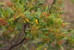 Dodonaea viscosa subsp. angustifolia