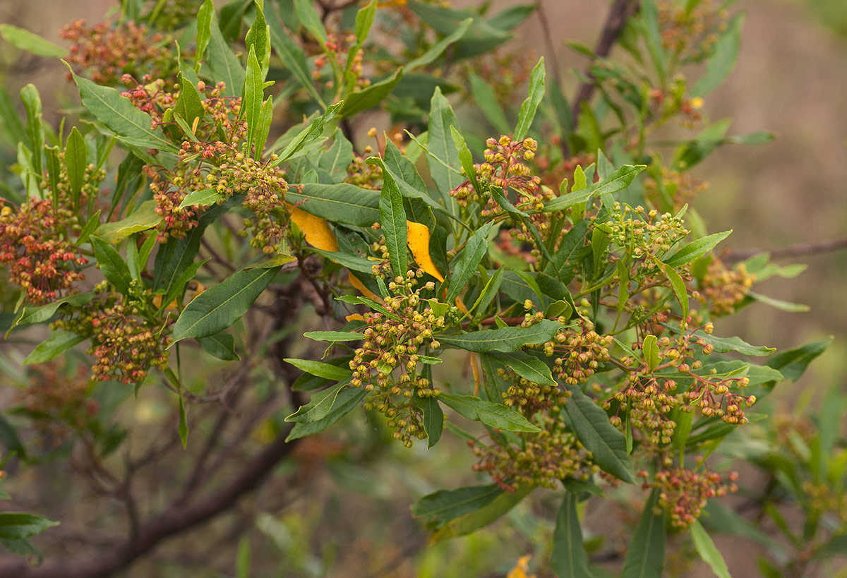 Dodonaea viscosa subsp. angustifolia