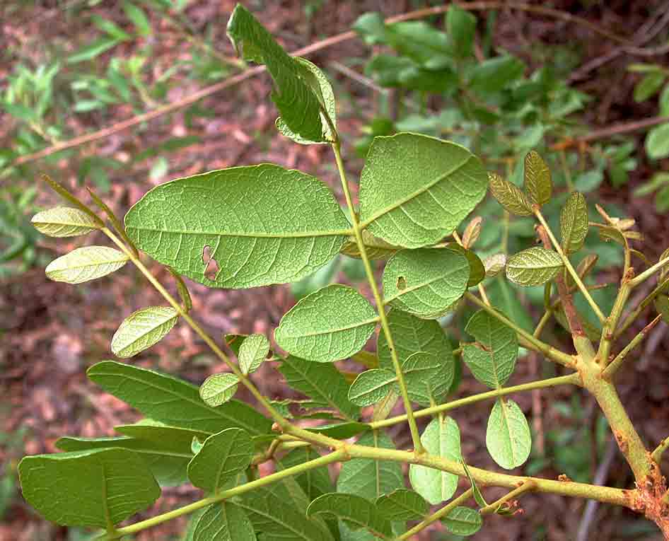 Zanha africana Zanha africana