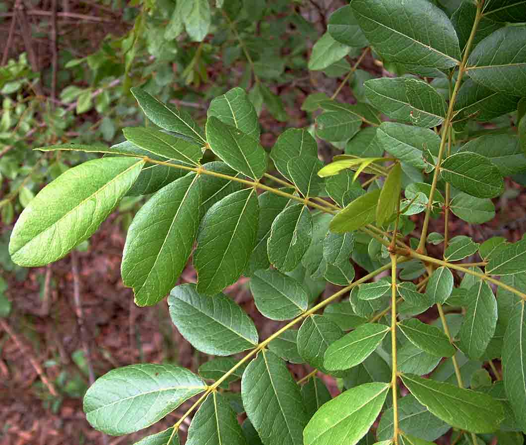 Zanha africana Zanha africana