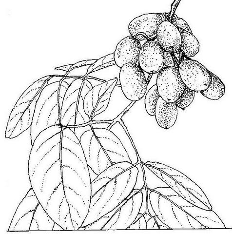 Zanha africana Zanha africana