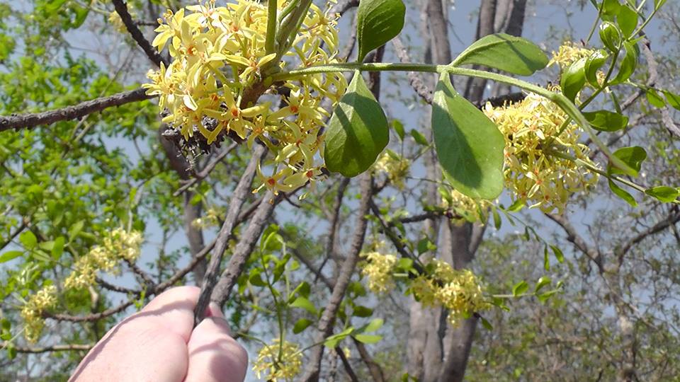 Ptaeroxylon obliquum