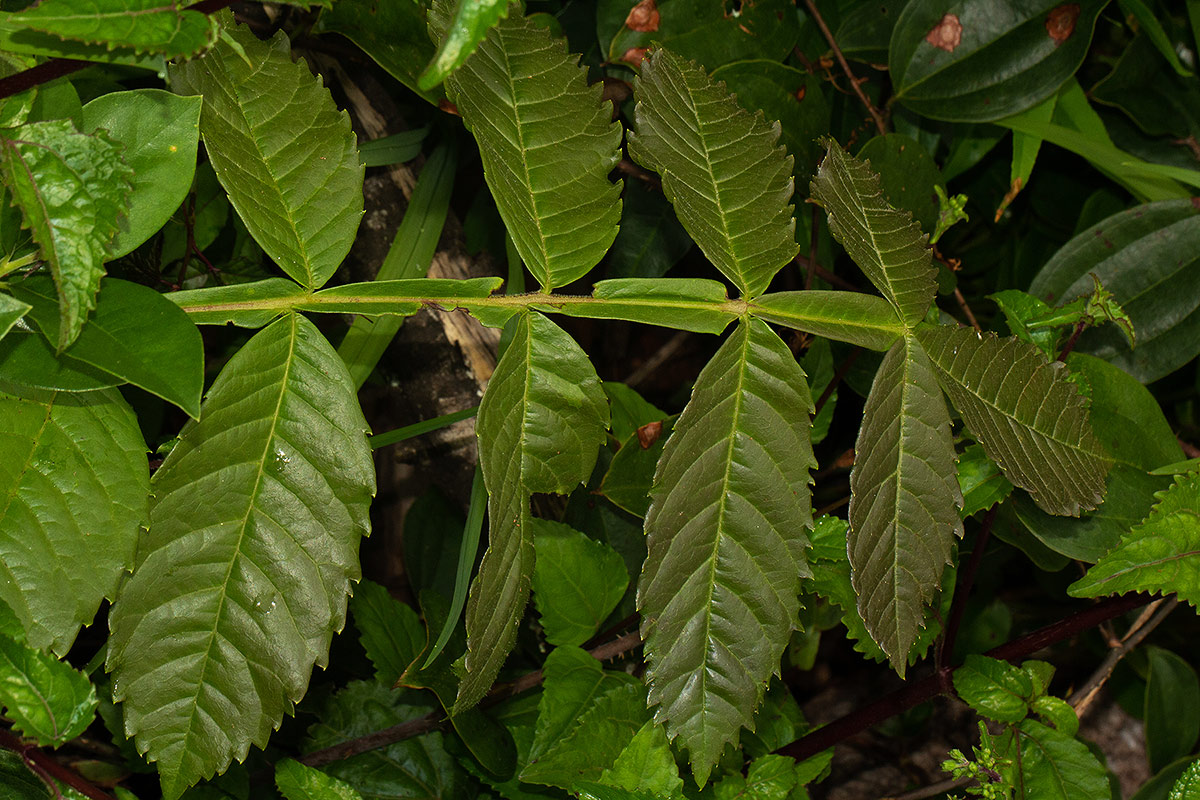 Bersama abyssinica subsp. nyassae