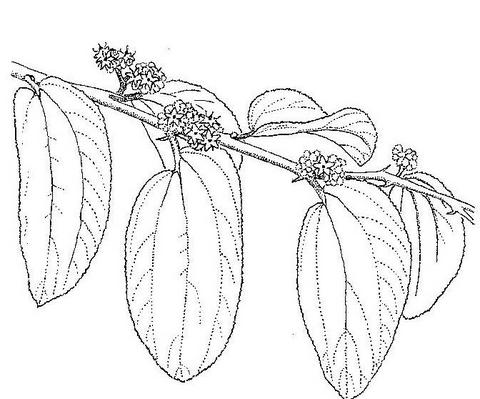 Ziziphus abyssinica