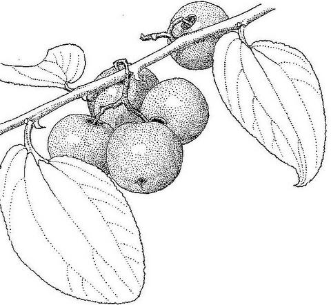 Ziziphus abyssinica Ziziphus abyssinica