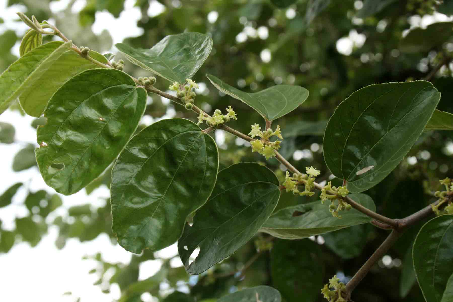 Ziziphus mauritiana