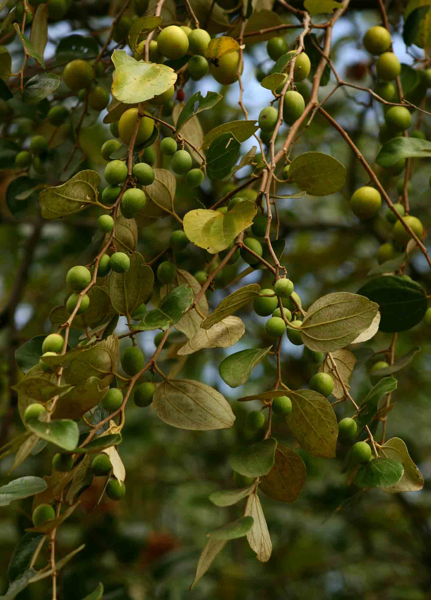 Ziziphus mauritiana