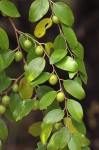 Ziziphus mauritiana