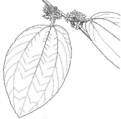 Ziziphus mauritiana