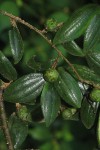 Ziziphus pubescens subsp. pubescens