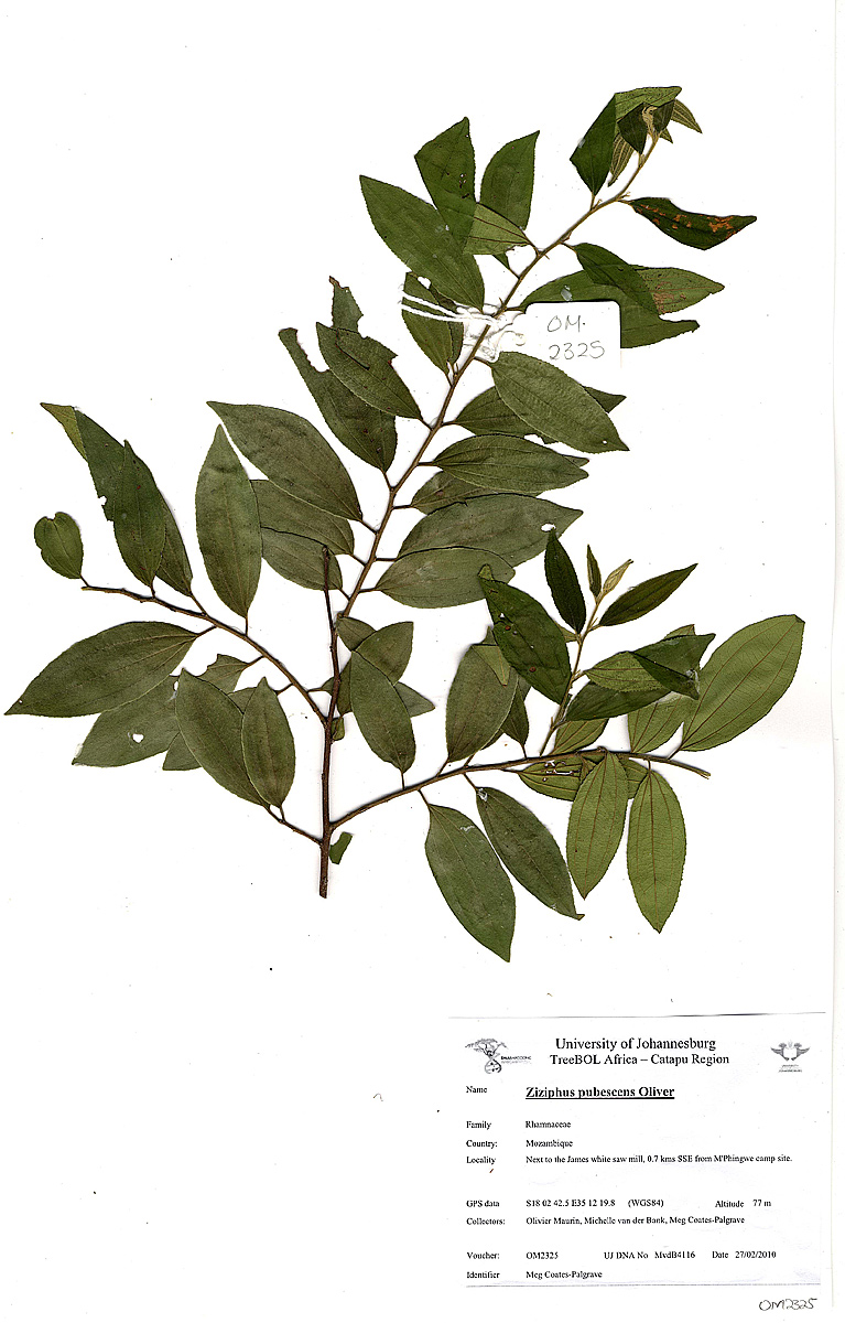 Ziziphus pubescens subsp. pubescens
