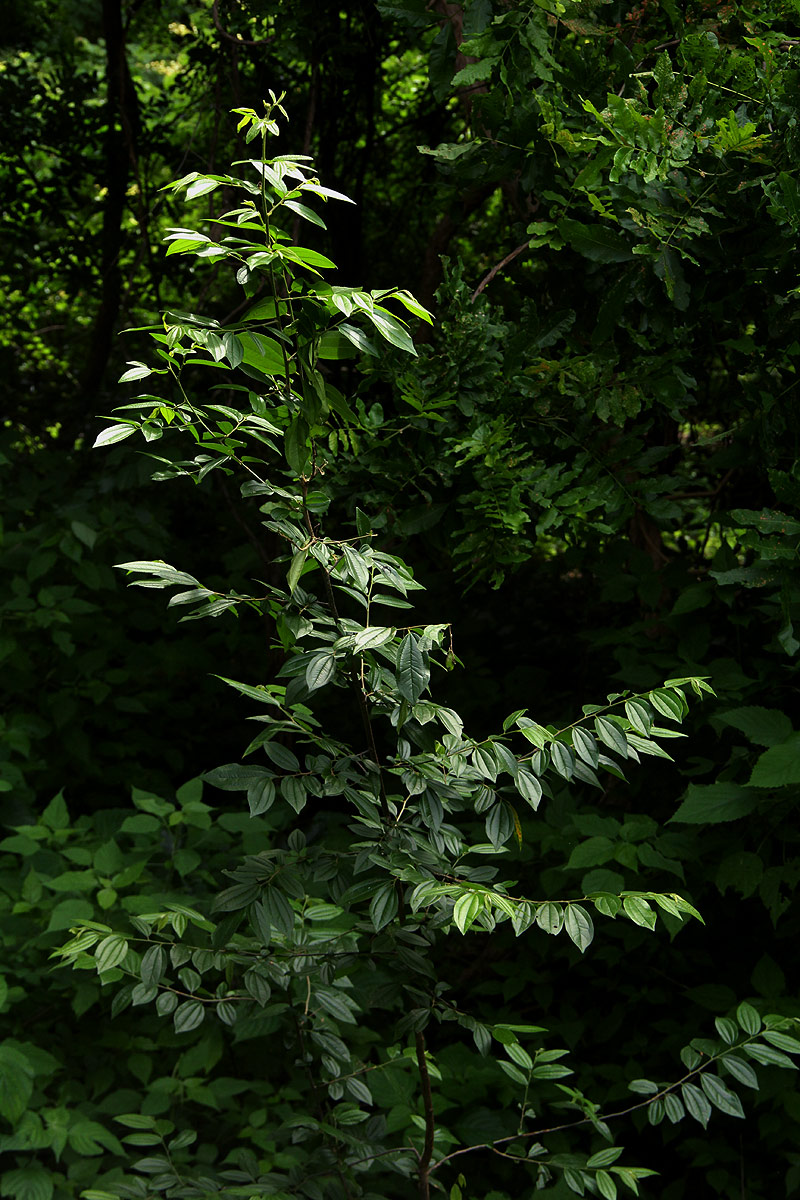 Ziziphus pubescens subsp. pubescens