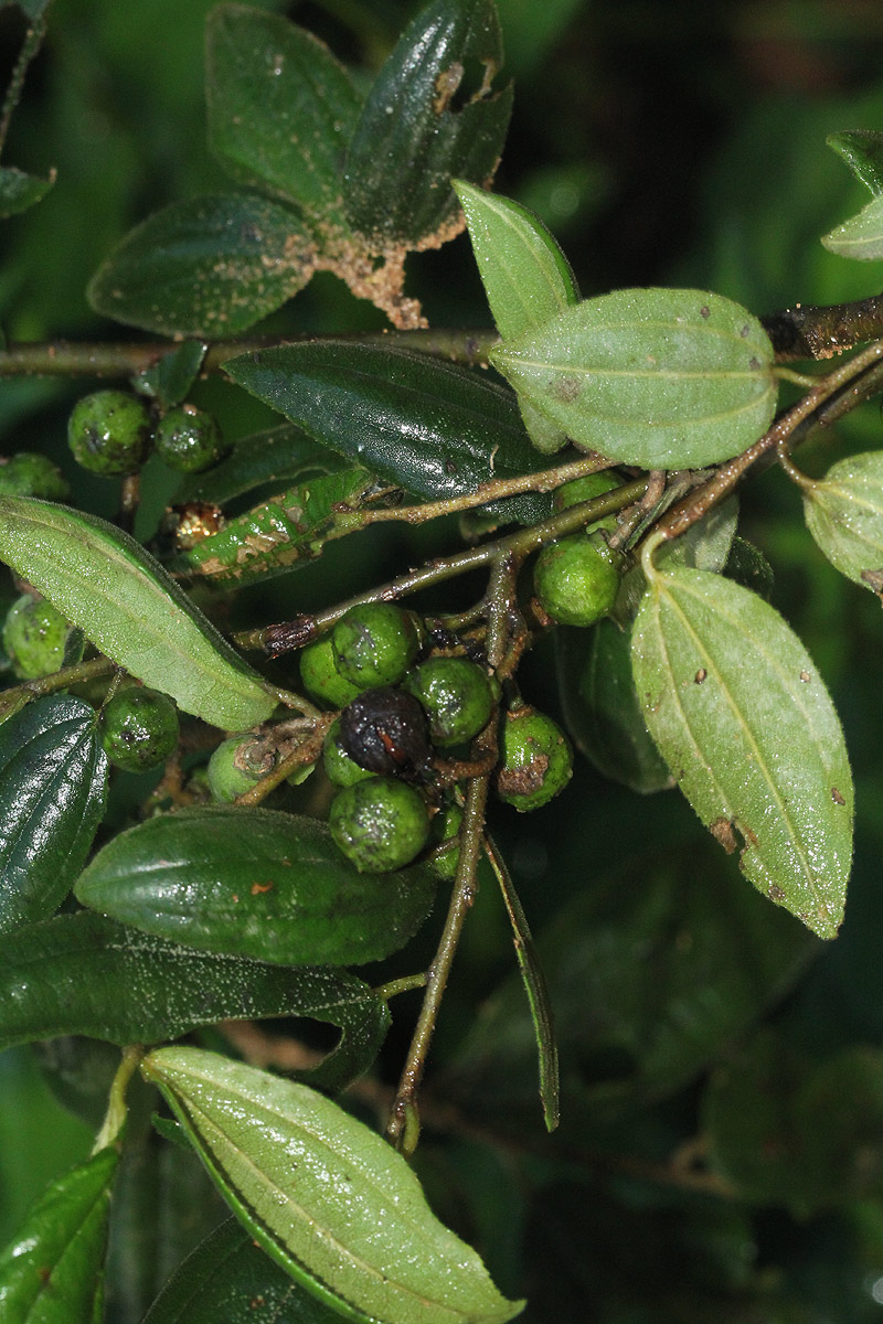 Ziziphus pubescens subsp. pubescens