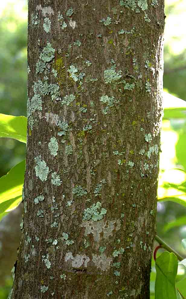 Berchemia discolor Berchemia discolor