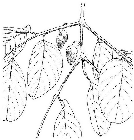 Berchemia discolor