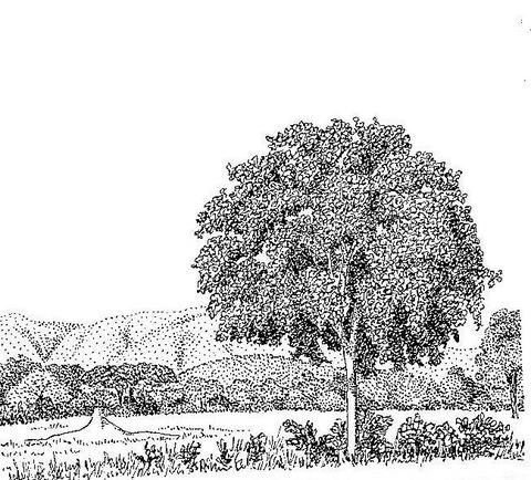 Berchemia discolor Berchemia discolor