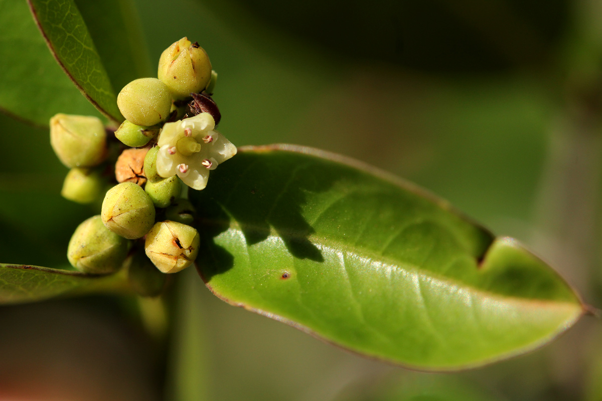Scutia myrtina Scutia myrtina