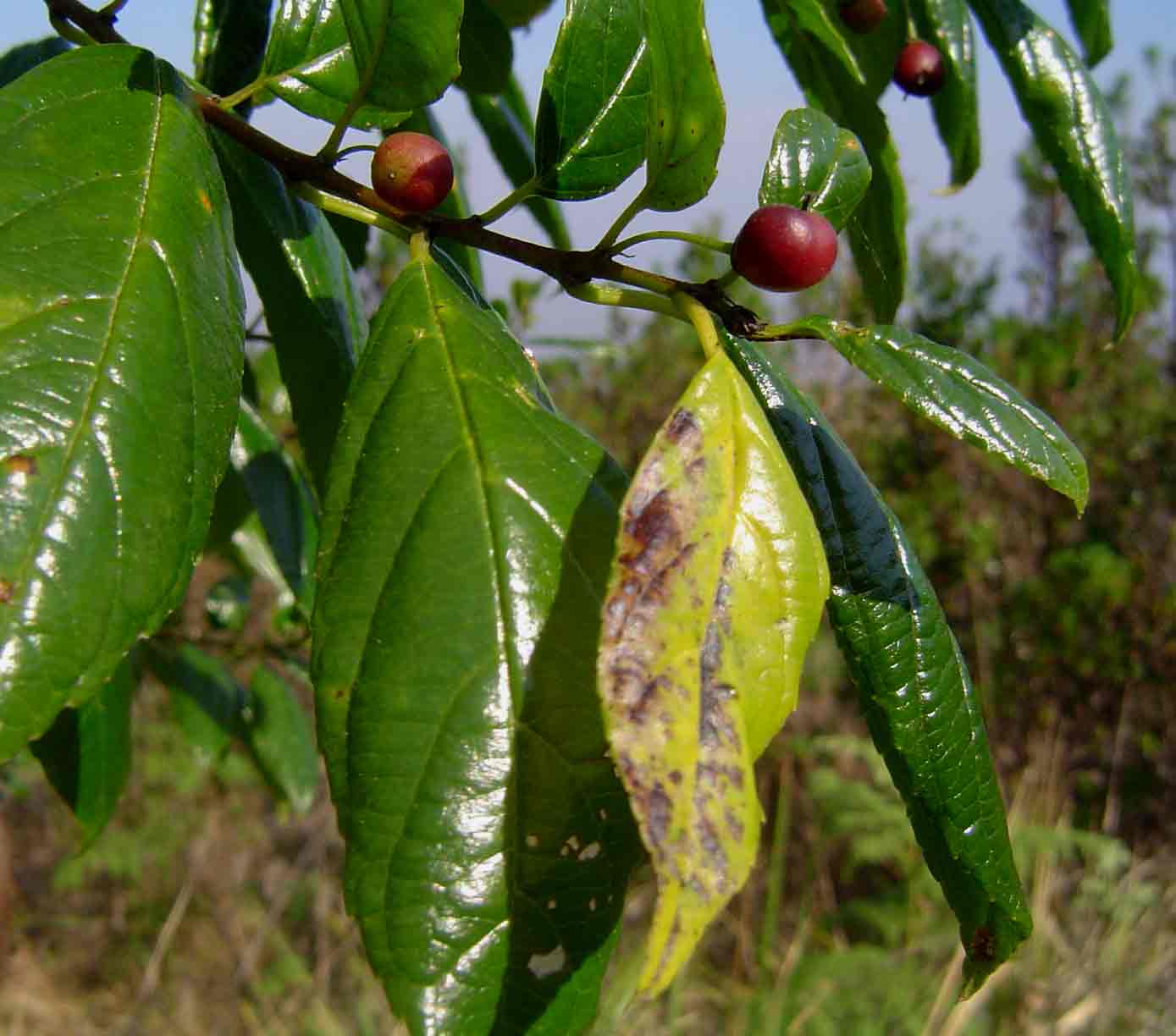 Rhamnus prinoides