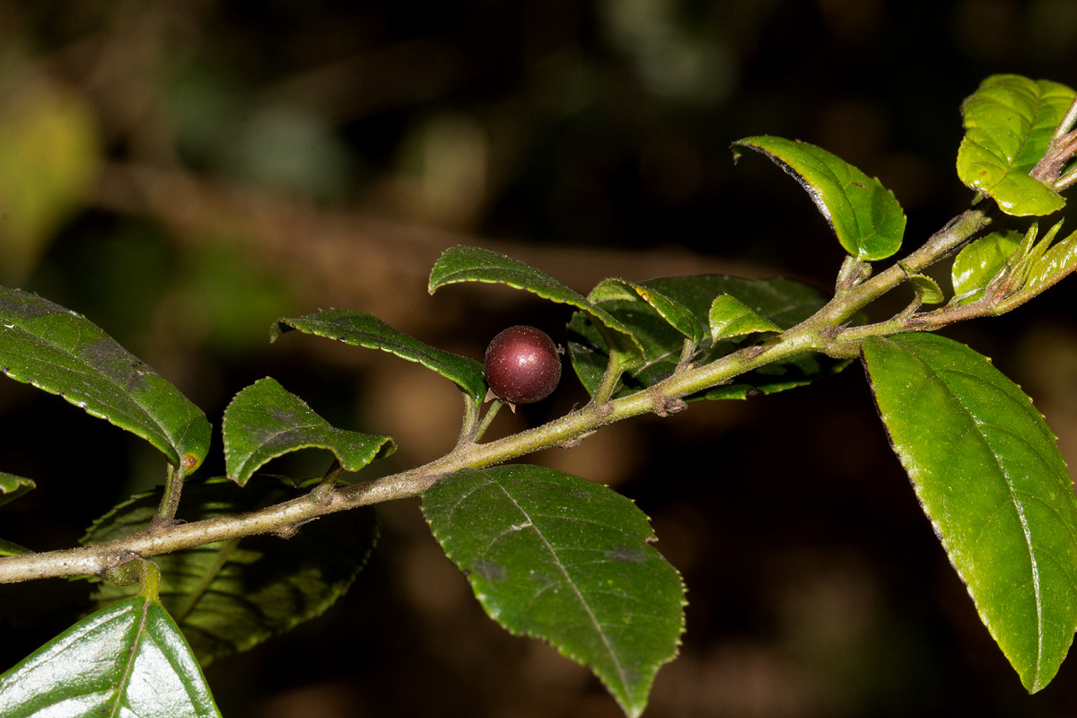 Rhamnus prinoides