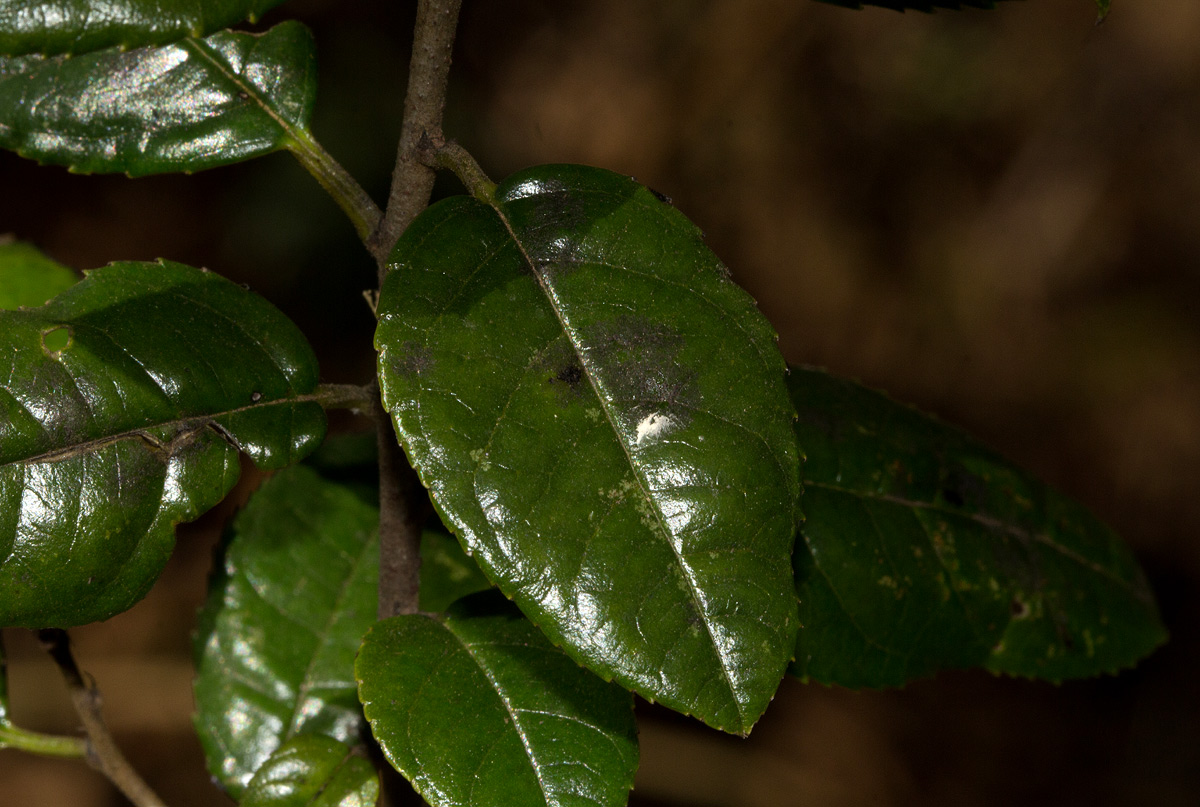 Rhamnus prinoides Rhamnus prinoides
