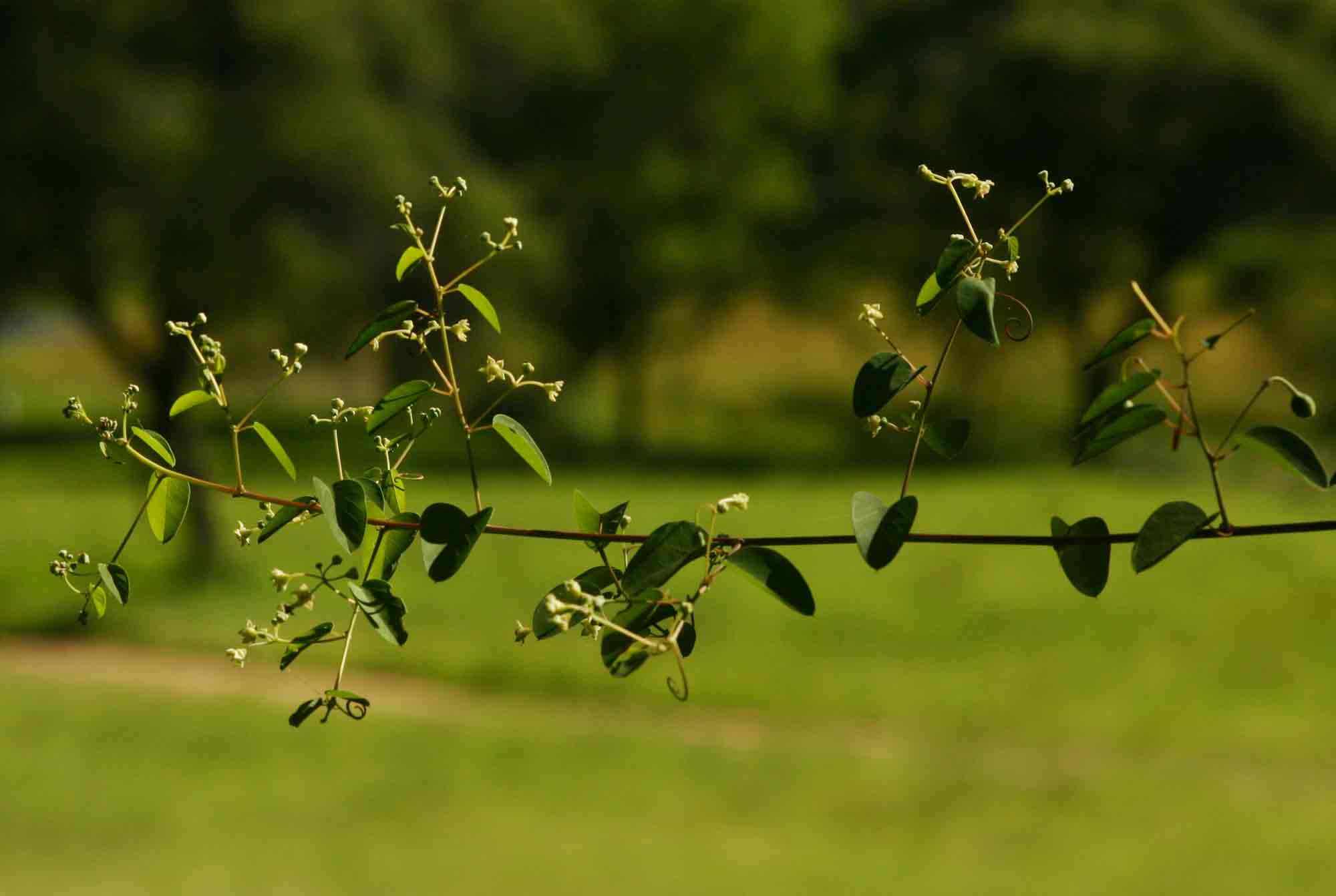 Helinus integrifolius