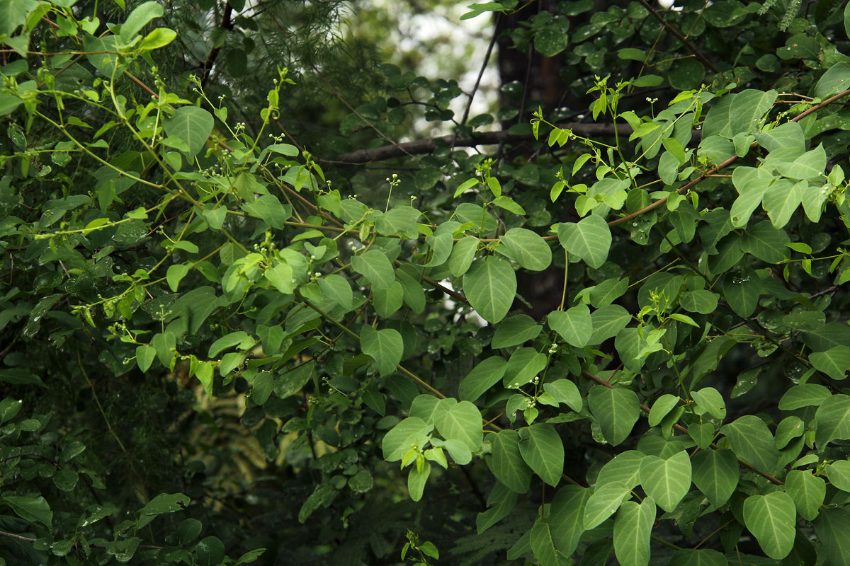 Helinus integrifolius Helinus integrifolius