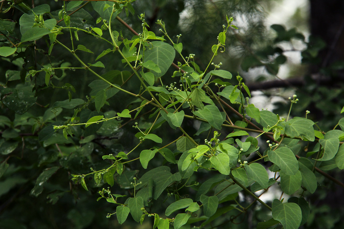 Helinus integrifolius