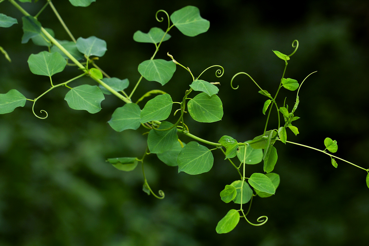 Helinus integrifolius