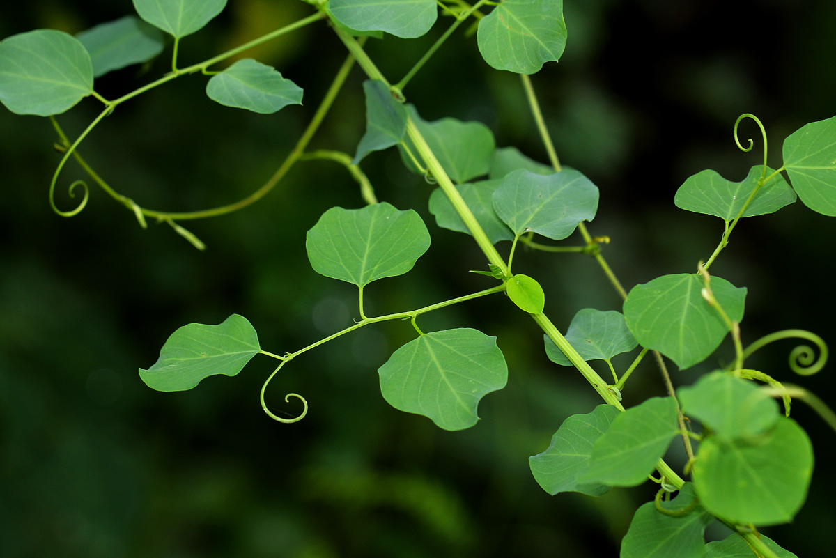 Helinus integrifolius Helinus integrifolius