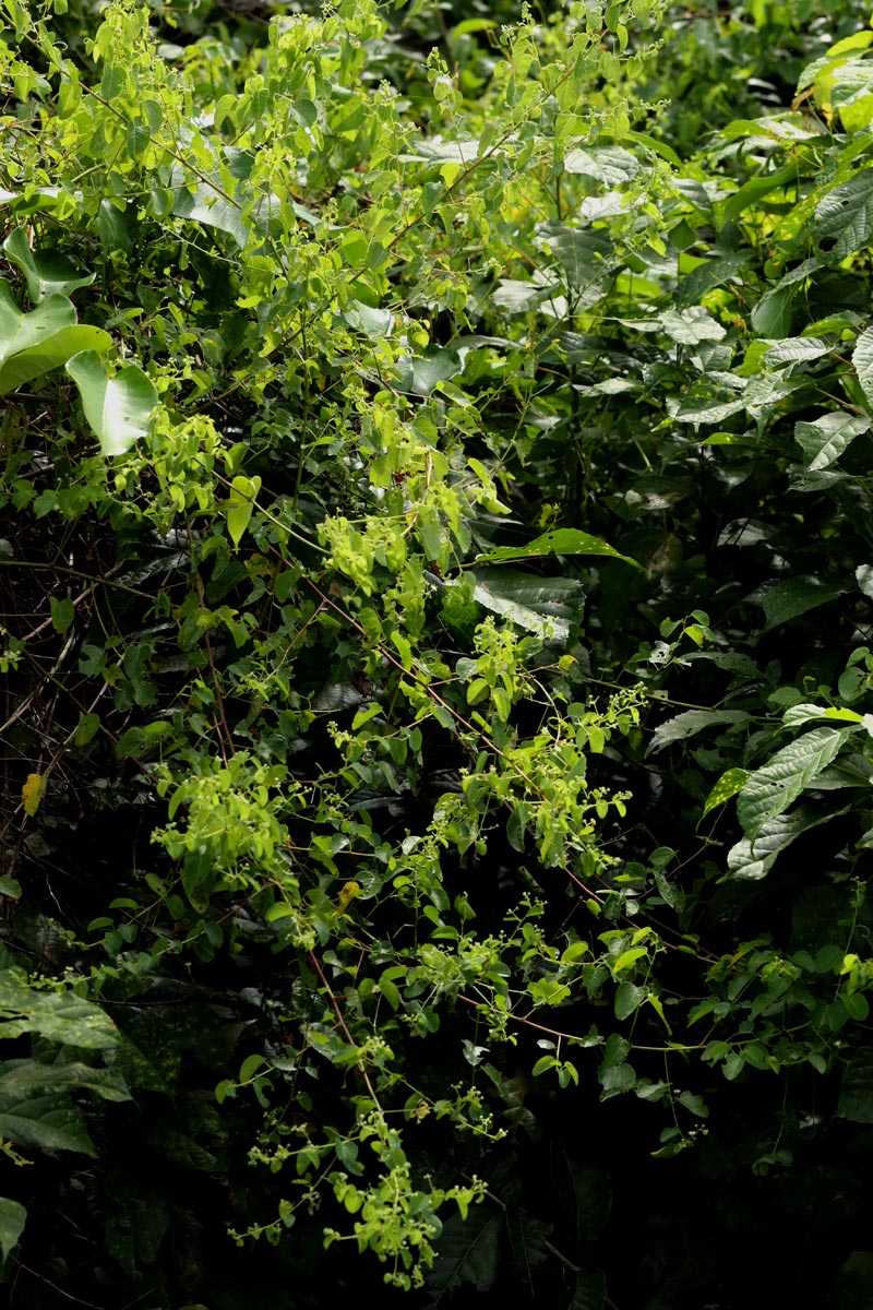 Helinus integrifolius