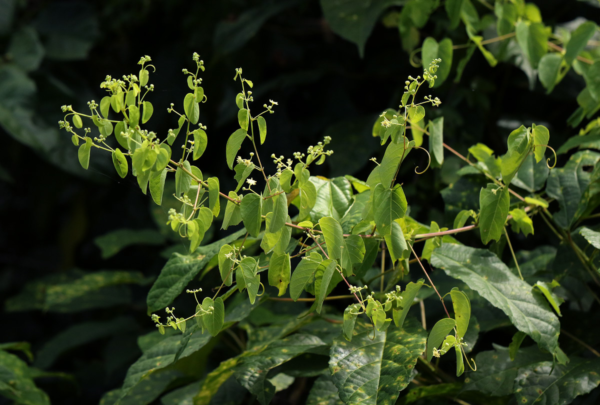 Helinus integrifolius