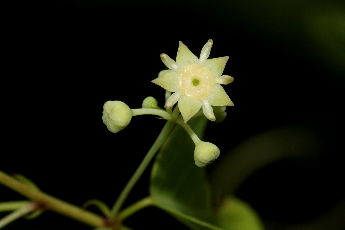 Helinus integrifolius