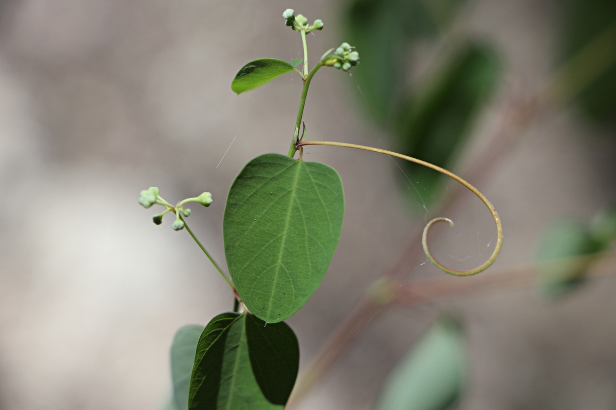 Helinus integrifolius