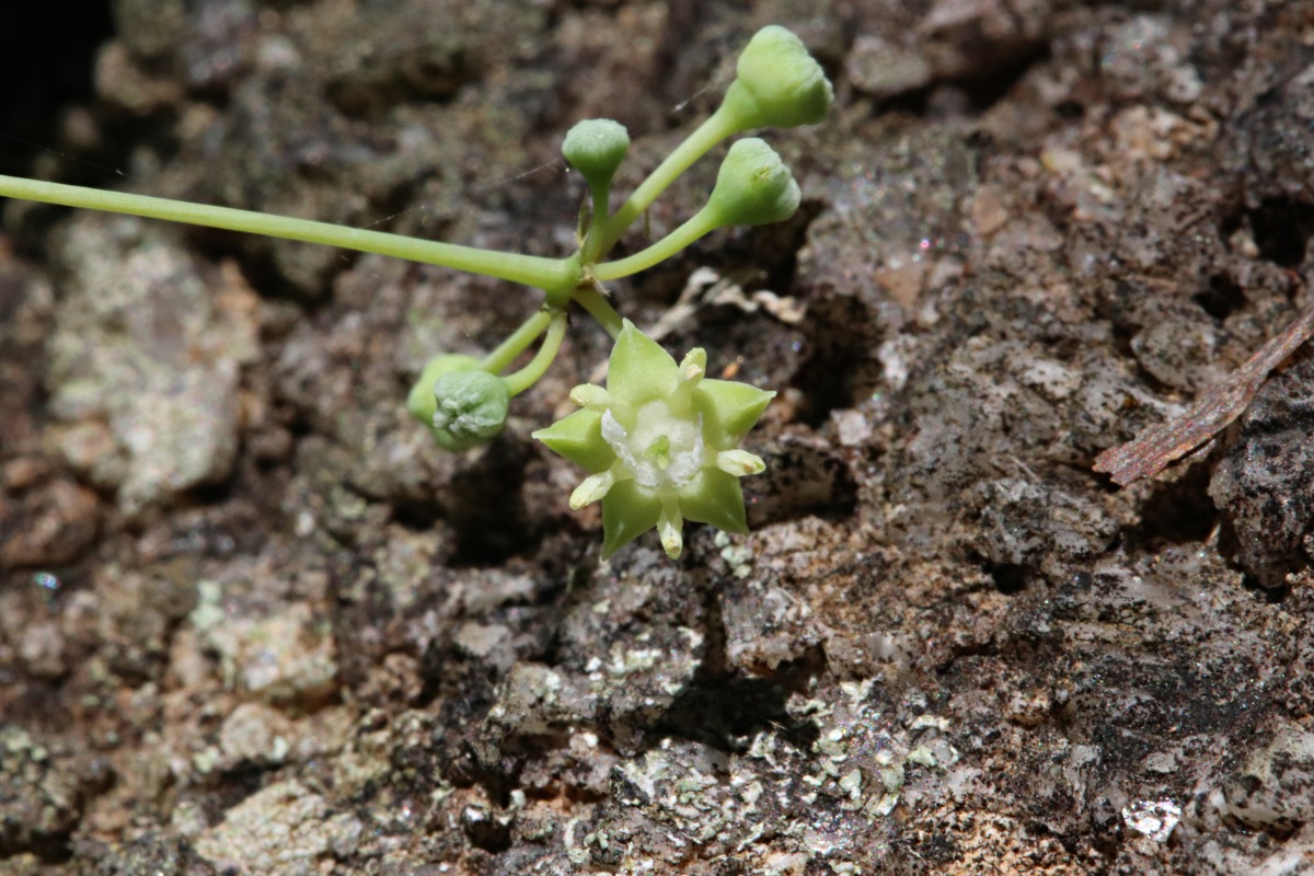 Helinus integrifolius