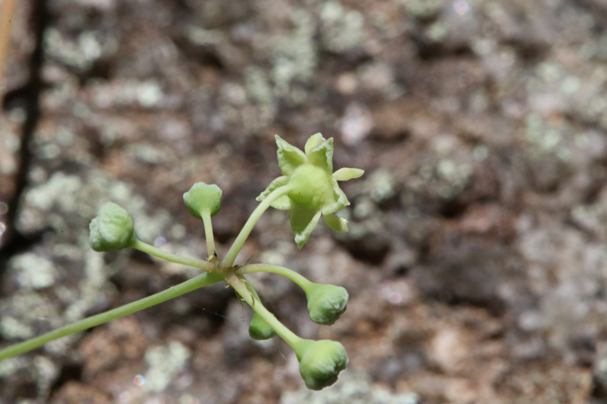 Helinus integrifolius