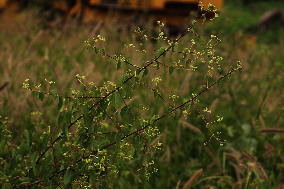 Helinus integrifolius Helinus integrifolius