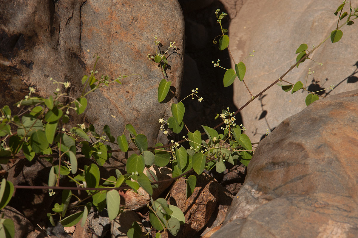 Helinus integrifolius