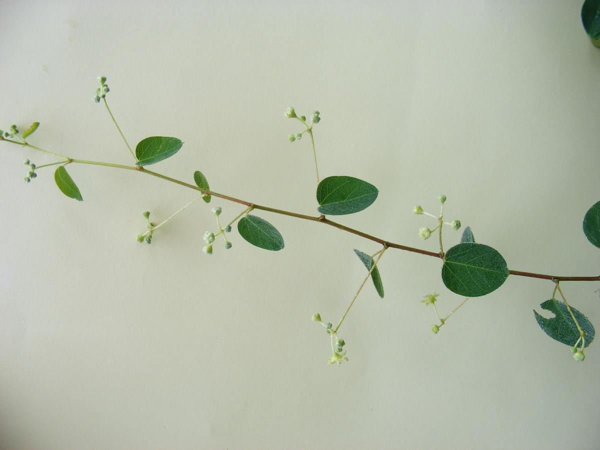 Helinus integrifolius