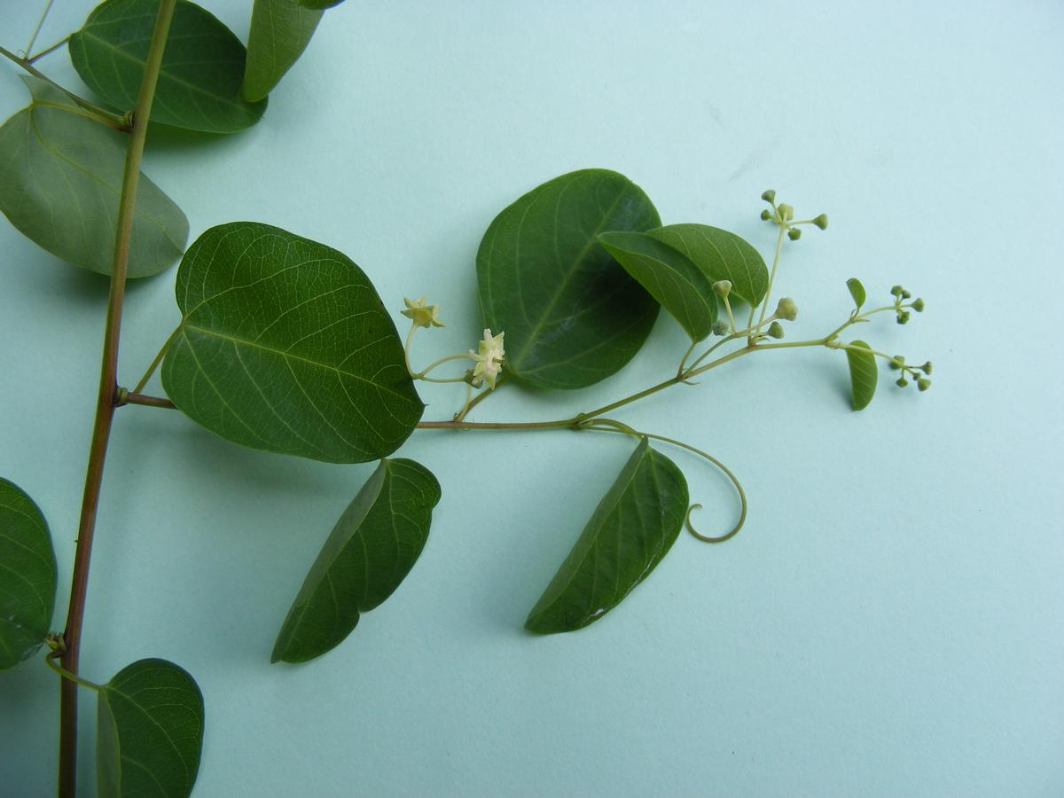 Helinus integrifolius Helinus integrifolius