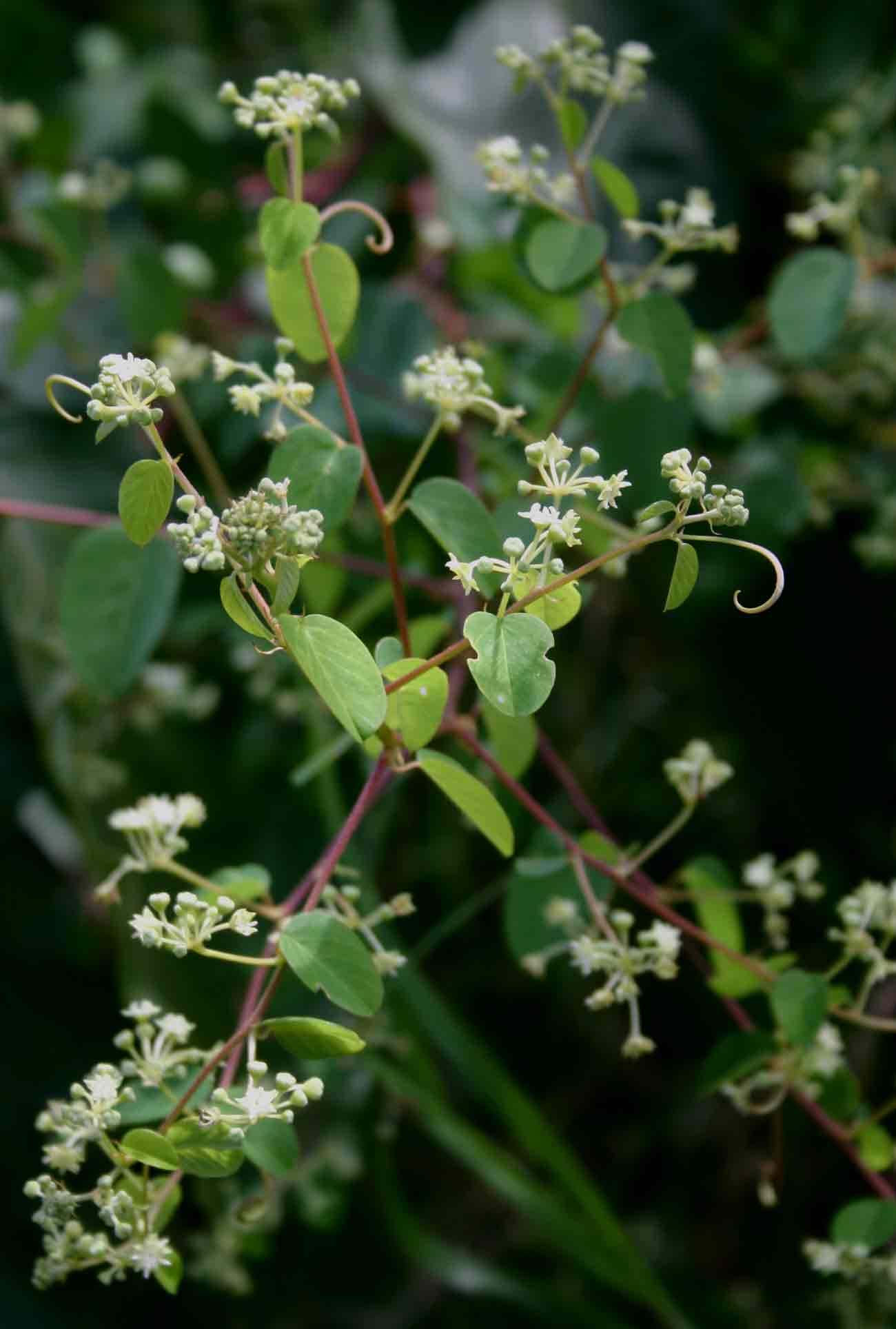 Helinus mystacinus Helinus mystacinus