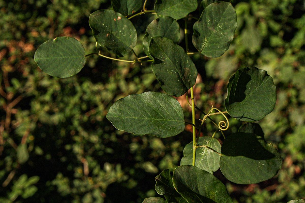 Helinus mystacinus Helinus mystacinus