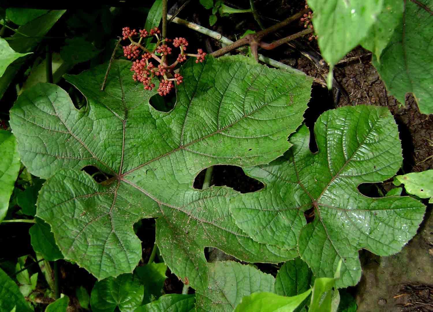 Ampelocissus africana var. africana