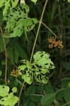 Ampelocissus africana var. africana
