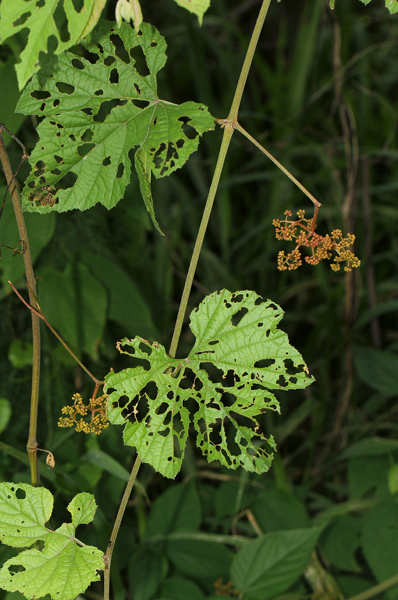 Ampelocissus africana var. africana