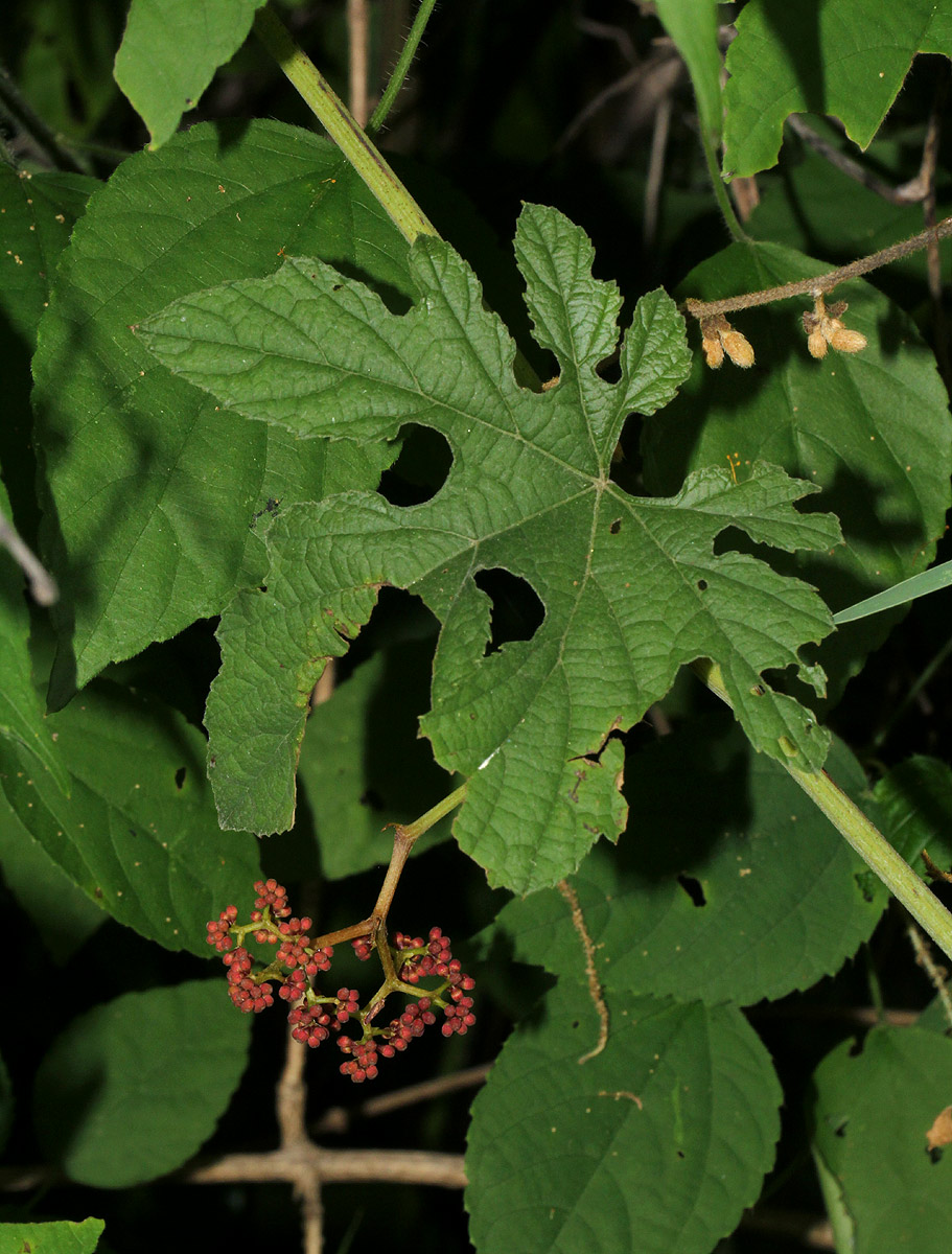 Ampelocissus africana var. africana