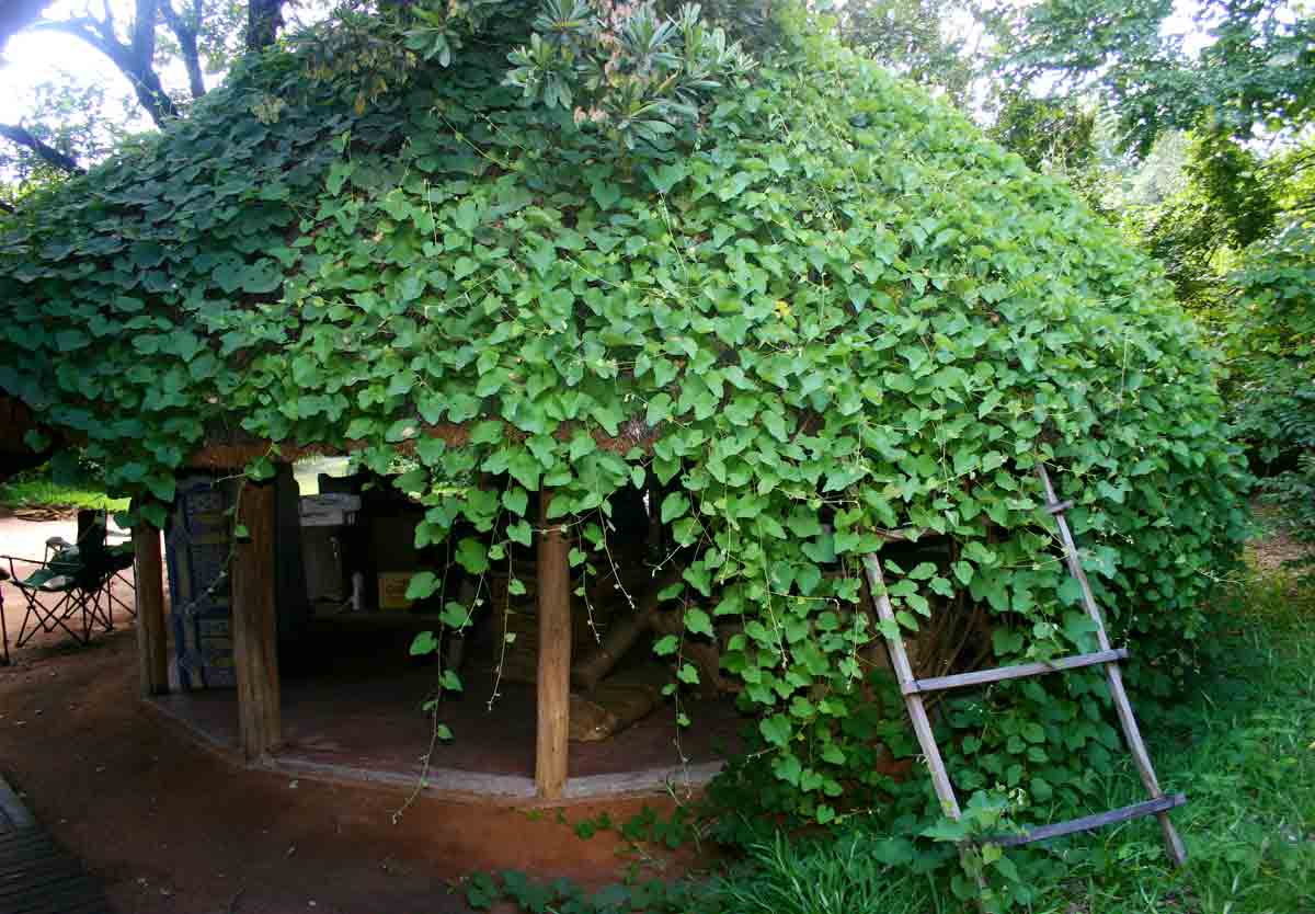 Ampelocissus africana var. africana