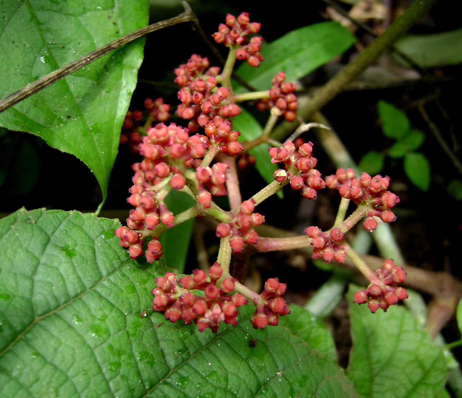 Ampelocissus africana var. africana Ampelocissus africana var. africana