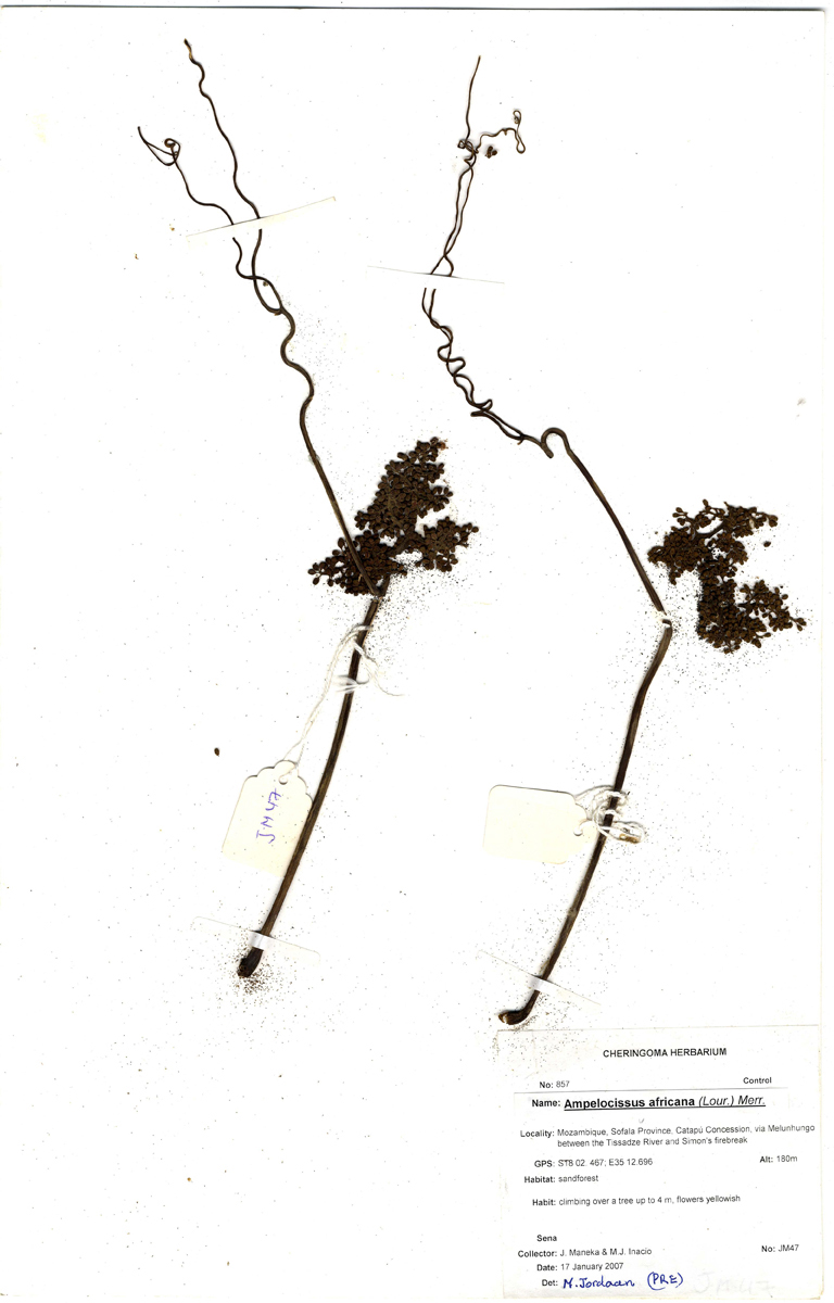 Ampelocissus africana var. africana