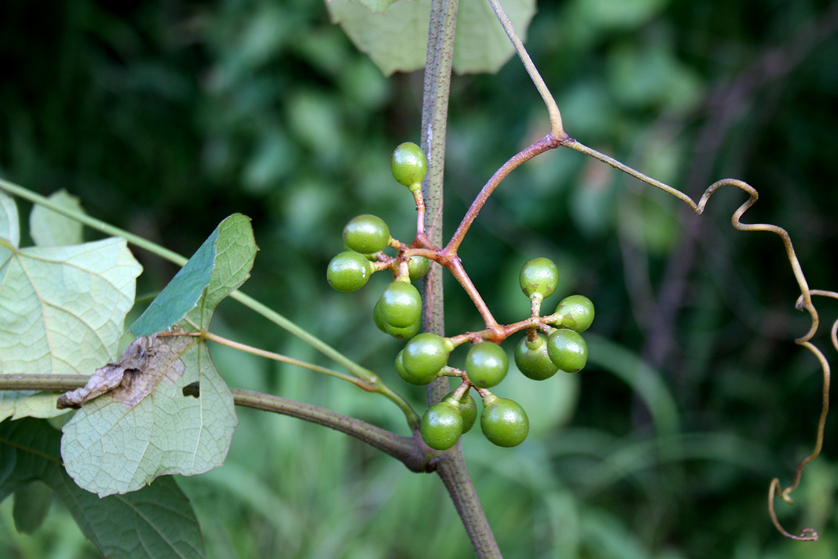 Ampelocissus africana var. africana Ampelocissus africana var. africana